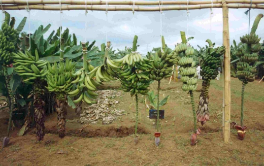 plantain - 115397.1 plantain - 115397.1